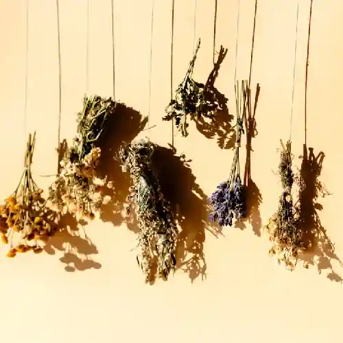 aroma zelišča